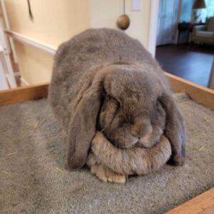 Fuzzy-EAR - Fuzzy Claude x