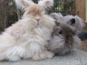 Fuzzy-EAR - Fuzzy Honeysuckle and Camilla 1 x