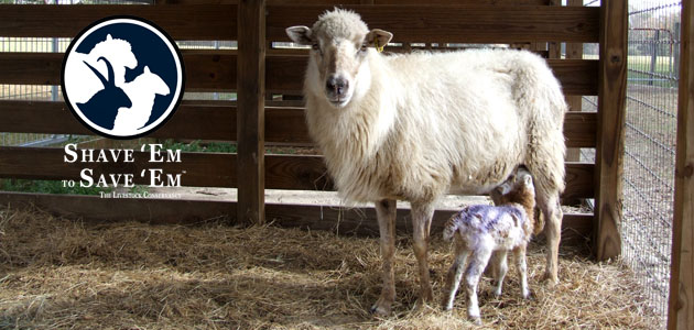Event-images - FloridaCrackerEweandLamb